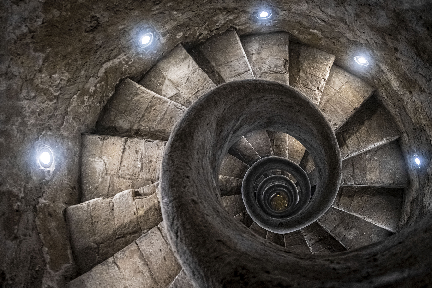 
CHIOCCIOLA DI VILLA MEDICI