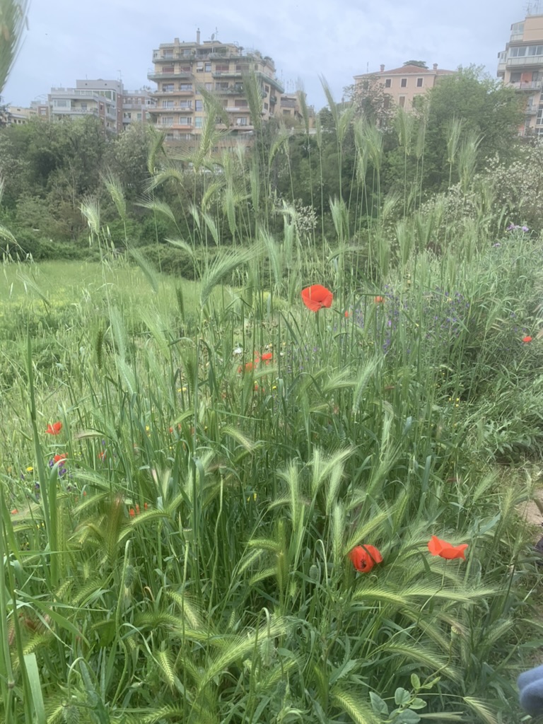 
SEGUENDO IL FIUME, itinerANIO: conosciamo il basso corso dell'aniene, ponte nomentano
