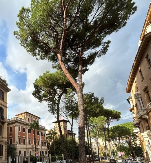 
L’eredità di Villa Lancellotti: linee, spazi e parchi