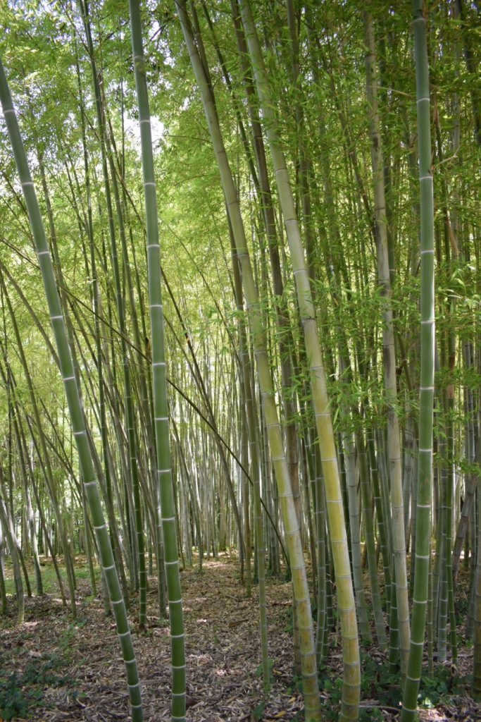 
ORTO BOTANICO DI ROMA