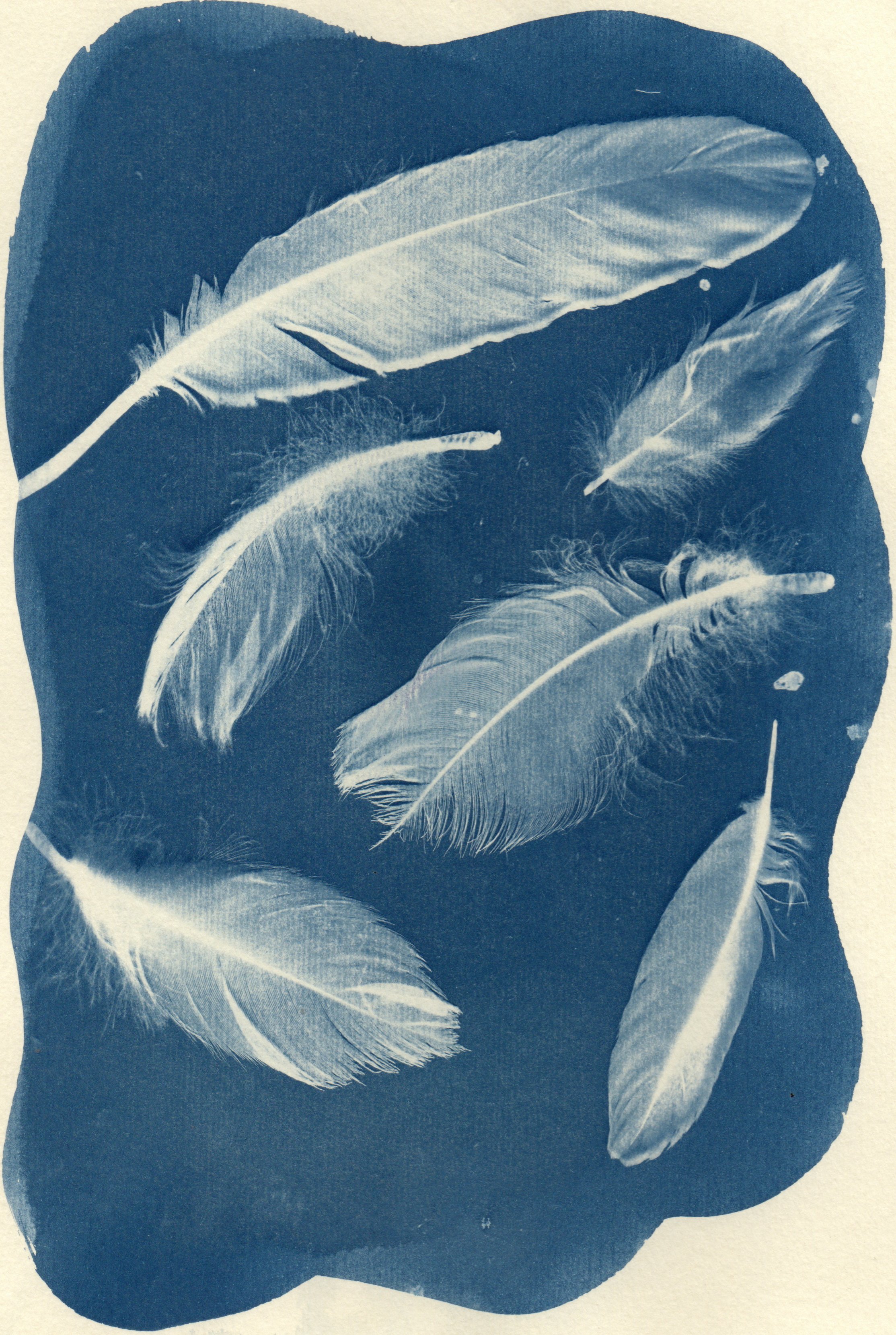 
Open River - performance fotografica partecipata di cianotipia