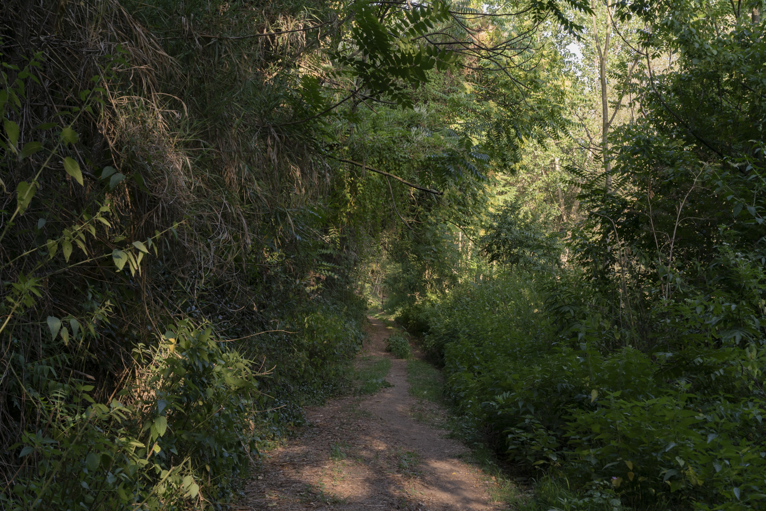 
Open River - performance fotografica partecipata di cianotipia
