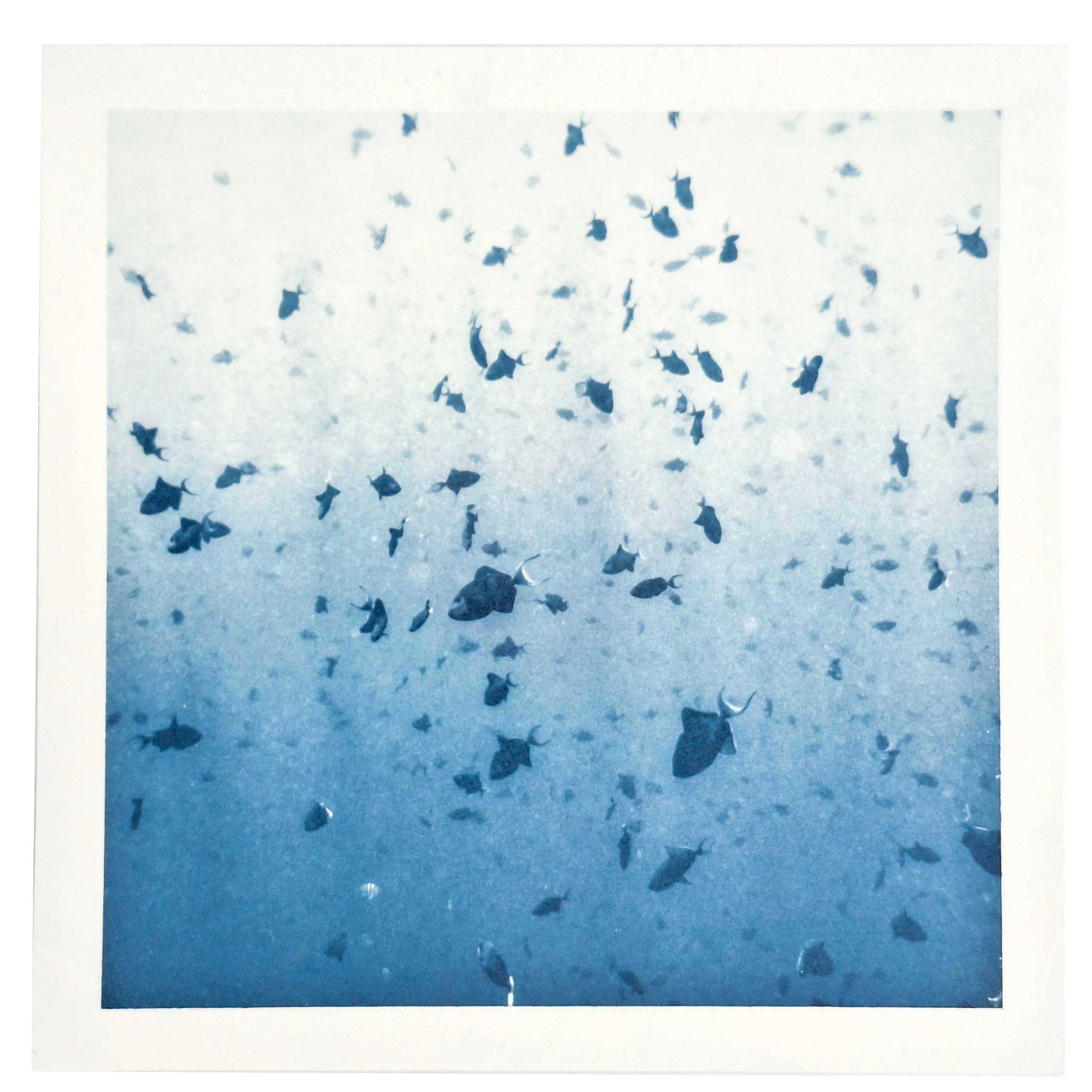 
Immagini (ir)reali - Mostra internazionale di fotografia sperimentale