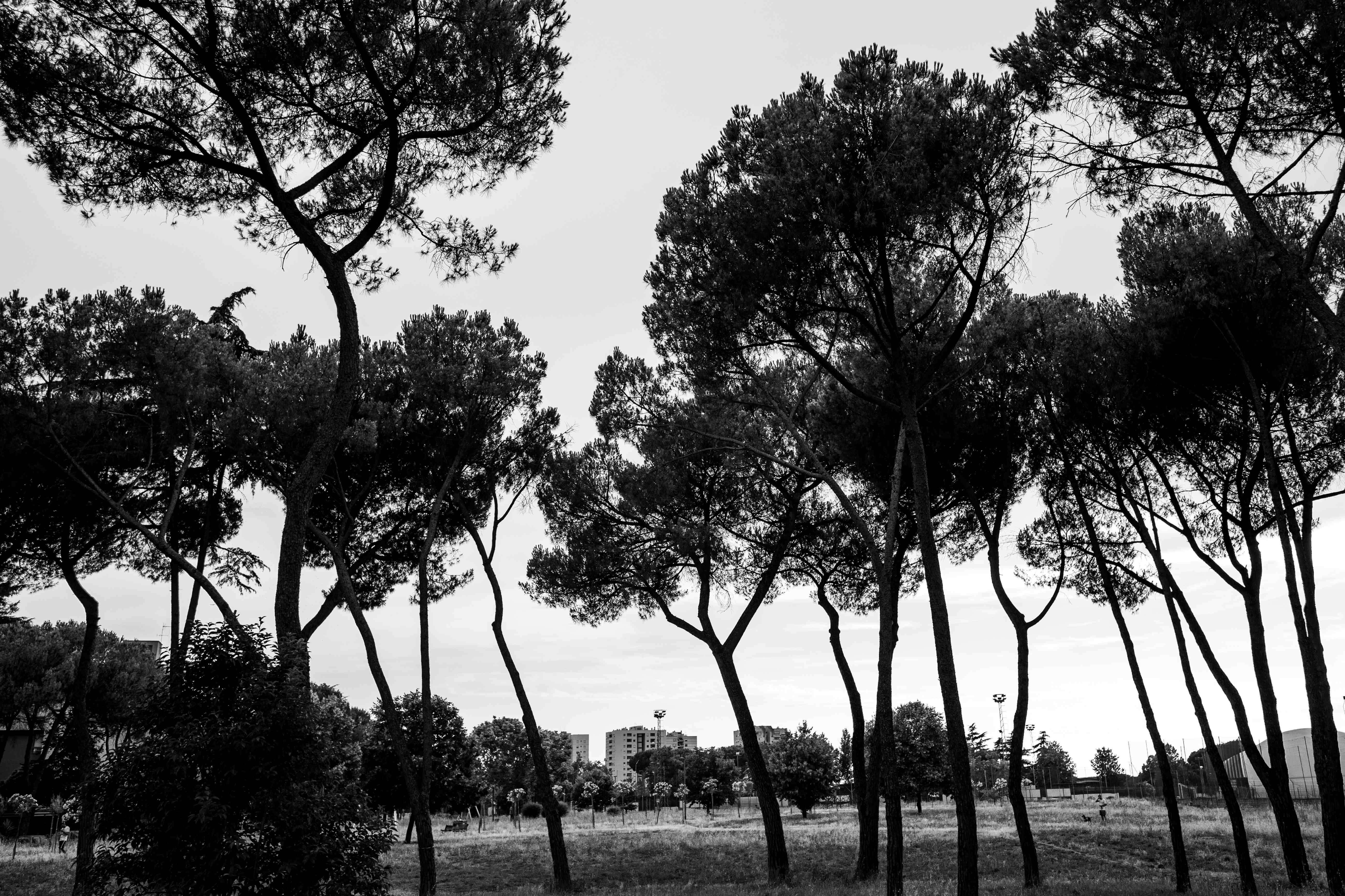 
Passeggiata fotografica, tra verde e cemento, a Tor Bella Monaca